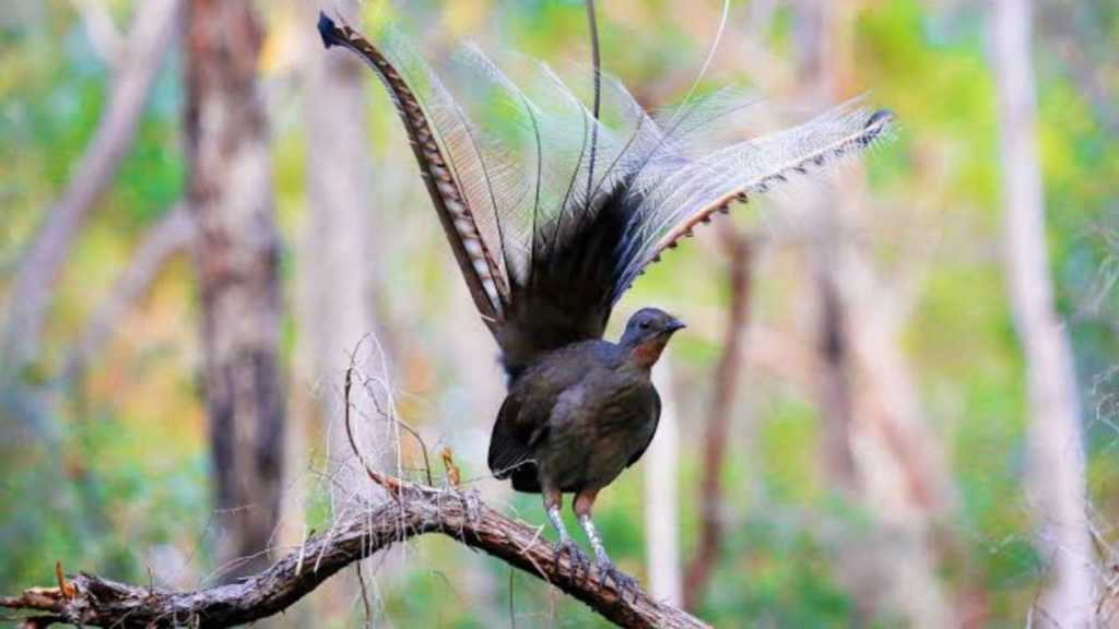 The Amazing Lyre Bird